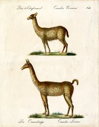 Vicuña und Lama