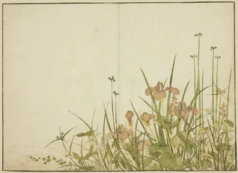 Sommerblumen: Schwertlilien und Wasserpflanzen, aus dem Buch "Spiegel der schönen Frauen der Vergnügungsviertel (Seiro bijin awase sugata kagami)," Bd. 1