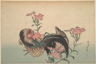 Hahn, Henne und Nadeshiko (Dianthus Superbus)