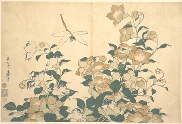 Libelle und Glockenblume
