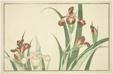 Iris, aus dem Bilderbuch der realistischen Gemälde von Hokusai (Hokusai shashin gafu)