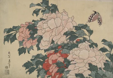 Pfingstrosen und Schmetterling, aus einer unbetitelten Serie namens Große Blumen
