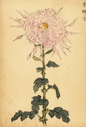Hybride rosa Spinnenchrysantheme