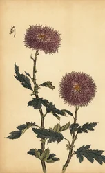 Hybride violette Chrysantheme (Gravur)