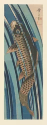 Karpfen schwimmen stromaufwärts
