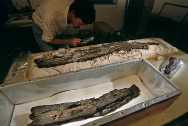 Dr. Matthew Adams inspiziert Holzbootplanke im Labor, Hartholz, nicht Zeder, aus Abydos, Ägypten, 2005