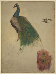 Die Wissenschaften, Studie für Pfau im Tympanon, Südwestgalerie, Dekoration für die Library of Congress