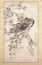 Pfau auf Kirsch-Apfelbaum