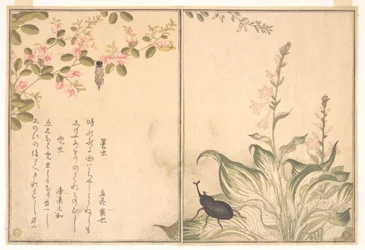 Sackträger (Minomushi); Japanischer Nashornkäfer (Kabutomushi), aus dem Bilderbuch der kriechenden Tiere (Ehon mushi erami)