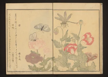 Schmetterlinge und Libelle in der Nähe von Mohnblumen