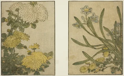 Chrysantheme und Narzisse, aus dem illustrierten Buch "Bilderbuch: Blumen der vier Jahreszeiten (Ehon shiki no hana)," Bd. 2
