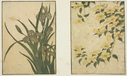 Kerria und Iris, aus dem illustrierten Buch "Bilderbuch: Blumen der vier Jahreszeiten (Ehon shiki no hana)," Bd. 1