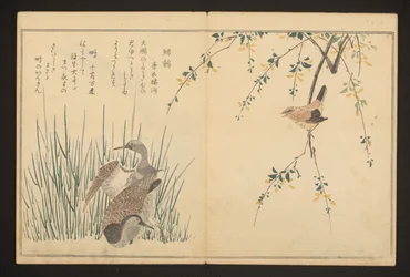 Stockente und Eisvogel