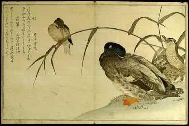Myriaden von Vögeln: Ein Kyoka-Wettbewerb (Momo chidori kyoka awase)