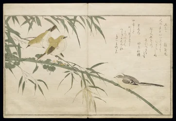 P.332-1946, Bd. 2, Bl. 6, Schwanzmeise und drei Brillenvögel, aus dem Album „Vögel, verglichen in humoristischen Liedern“, 1791
