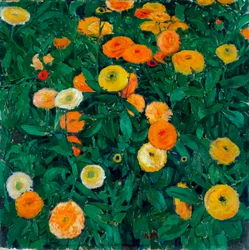 Tagetes