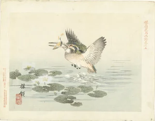Eisvogel