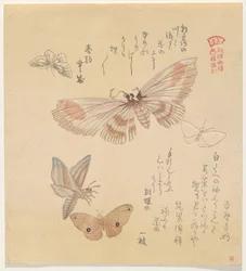 Schmetterlinge und Motten, aus der Serie Ein Schwarm von Schmetterlingen (Gunchō Gafu)