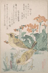 Feldlerchen und Primeln, aus der Serie „Eine Auswahl von Vögeln“ (Tori awase), aus dem Surimono-Album „Frühlingsregen“ (Harusame surimono-jō, Bd. 3)