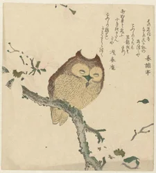 Eule auf einem Magnolienzweig