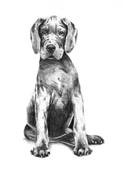 Niedlicher Deutsche Dogge Welpe