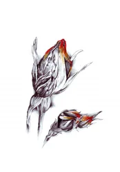 Feurige Rosenknospen