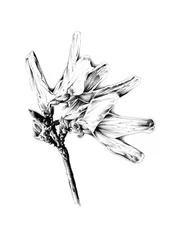 Monochrome Blumenskizze