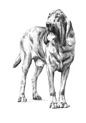 Edle Bloodhound Skizze