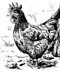 Rustikale Henne Illustration