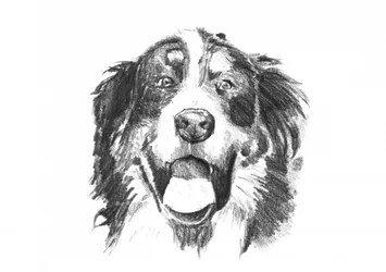 Lächelnder Berner Hund