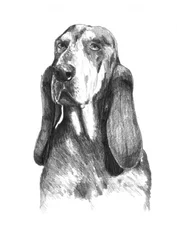 Seelenvoller Basset Hound
