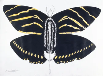 Gefiederter Schmetterling, 2004