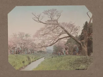 Menschen und Kirschblüten an beiden Seiten eines Baches in Koganei, Tokio, Japan