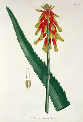 Aloe aus 