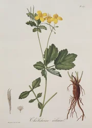 Celidonium Majus aus Phytographie Medicale von Joseph Roques (1772-1850), veröffentlicht 1821