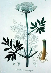 Cicuta Virosa aus 