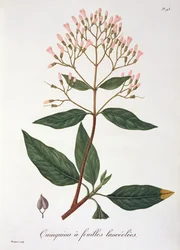 Chinarinde aus 