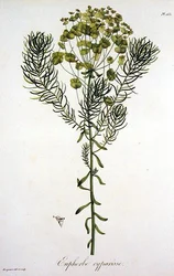 Euphorbia Cyparissias aus 