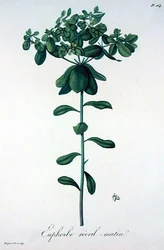 Euphorbia Helioscopia aus 
