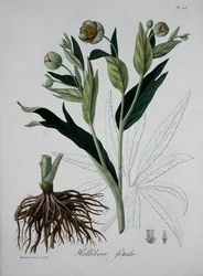 Helleborus Foetidus aus 