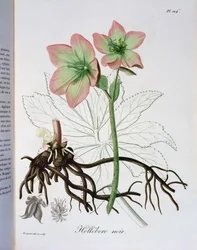 Helleborus Niger aus 