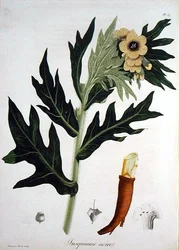 Bilsenkraut aus 