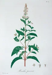 Mentha Piperita Pfefferminze, 1821