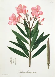 Oleander aus 