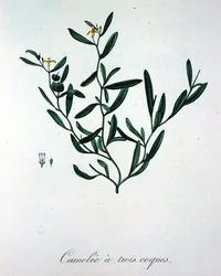 Drei Schalen-Kamelien aus 