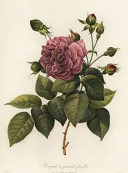 Bengalische Rose, Rosa chinensis Sorte, Bengale a grandes feuilles
