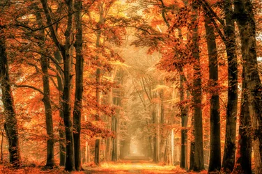 Goldener Herbstwaldweg