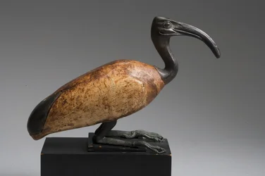 Ibis