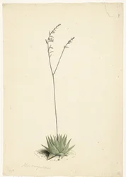 Blühende Aloe