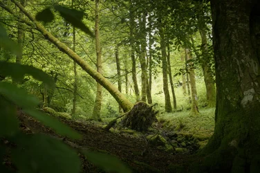 Wächterbaum